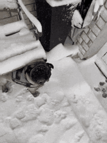 Snow Pug GIF - Snow Pug GIFs