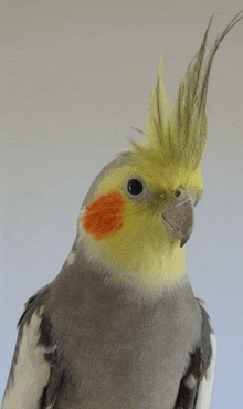 a close up of a cockatiel with a yellow crest
