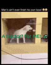 a picture of a dog with a caption that says " man 's ain 't even finish his own bowl "