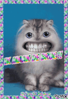 Make The Bridge Ik Maak De Brug GIF - Make The Bridge Ik Maak De Brug Cat GIFs