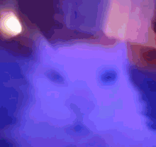 Cat Camera GIF - Cat Camera Shake GIFs