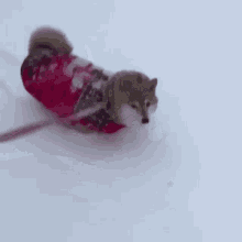 Dog Snow GIF - Dog Snow Walking Through Snow GIFs
