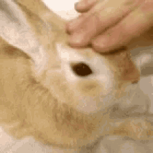Petting Rabbit GIF - Petting Rabbit GIFs