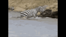 Bad Day At The Office GIF - Zebra Croc Bad Day GIFs