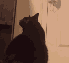 Cookie Fat Cat GIF - Cookie Fat Cat Cat Dance GIFs