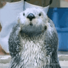 Ok Sea Otter GIF - Ok Sea Otter Cute GIFs