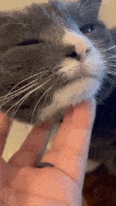 Seishe Cat Pepper GIF - Seishe Cat Cat Pepper GIFs