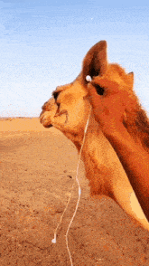 a person putting ear buds on a camel 's ear in the desert