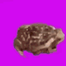 Spinfrog Pro GIF - Spinfrog Pro Frog GIFs