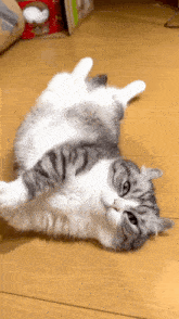 Komaru Cat GIF - Komaru Cat Sleep GIFs