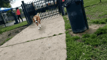 a brown and white dog is running across a sidewalk next to a trash can