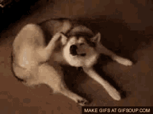 Itchy GIF - Itchy Dog Husky GIFs