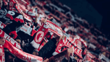 Slavia Praha GIF