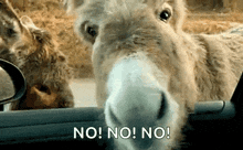 No Donkey GIF - No Donkey GIFs