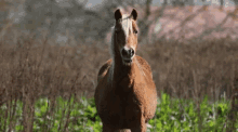 wild horse horse neigh