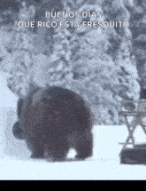 Bear Fur GIF - Bear Fur Bear Taking Off Fur GIFs