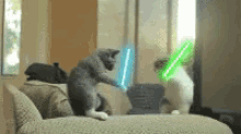 Cat Kitty GIF - Cat Kitty Laser GIFs