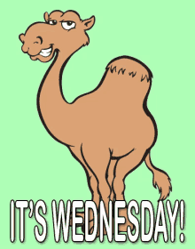 wednesday camel hump day