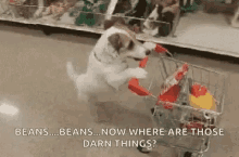 Dog Shop Shopping GIF - Dog Shop Shopping Funny Animals GIFs