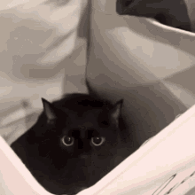 Cat Cats GIF - Cat Cats Black Cat GIFs