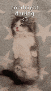 Goodnight Cat GIF - Goodnight Cat GIFs