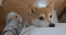 Shiba Dog GIF - Shiba Dog Doggo GIFs