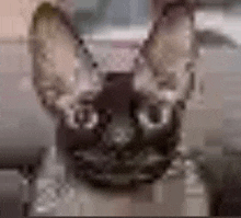 a close up of a cat 's face with a blurry background and a blurred background .