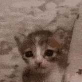 Cat Crying Sad Cat GIF