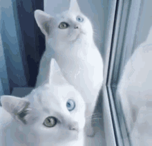 twin cats one blue eye one green eye cats