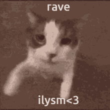 Cat Kiss Rave GIF