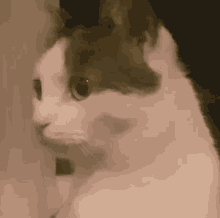 Borka Cat GIF - Borka Cat What GIFs