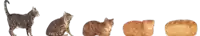 a row of cats and a loaf of bread are shown