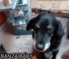 Twitch Banzaibaby GIF - Twitch Banzaibaby Dog Kisses GIFs