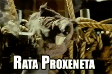 Rata Proxeneta GIF - Rata Proxeneta GIFs