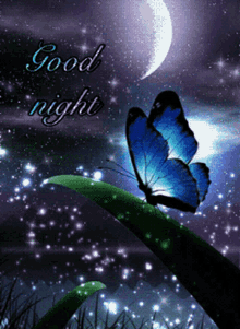 Good Night Butterfly GIF