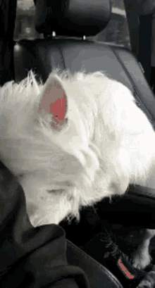 Westie Cute Puppy GIF - Westie Cute Puppy Cute Dog GIFs