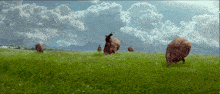 a herd of sheep are grazing in a grassy field