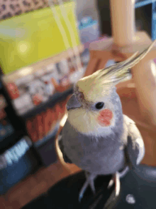 Cockatiel GIF