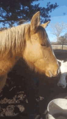 What Horse GIF - What Horse GIFs