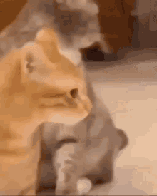Cat Cough GIF - Cat Cough Coughing GIFs