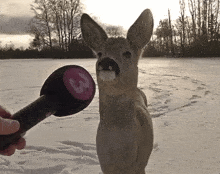 a person holding a microphone with the number 3 on it in front of a deer