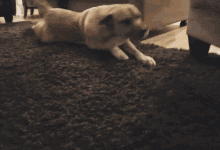 Dogs Funny Pets GIF - Dogs Funny Pets Animals Funny GIFs