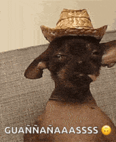 a hairless chihuahua wearing a cowboy hat is smoking a cigarette ..