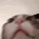 a close up of a cat 's face with a blurred background .