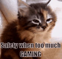 Safetycake Safety Catboy GIF - Safetycake Safety Safety Catboy GIFs