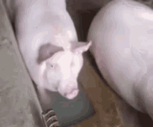 Pig Blowing Bubbles GIF - Pig Blowing Bubbles GIFs