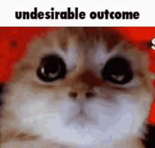 Undesirable Outcome Cat GIF