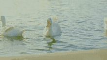 Platum Duck GIF - Platum Duck Ducks GIFs