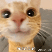 a close up of a cat 's face with the words precious on it .