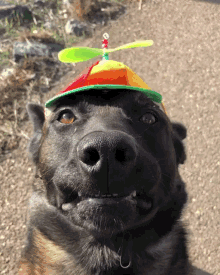 Dog Cute GIF - Dog Cute Hat GIFs